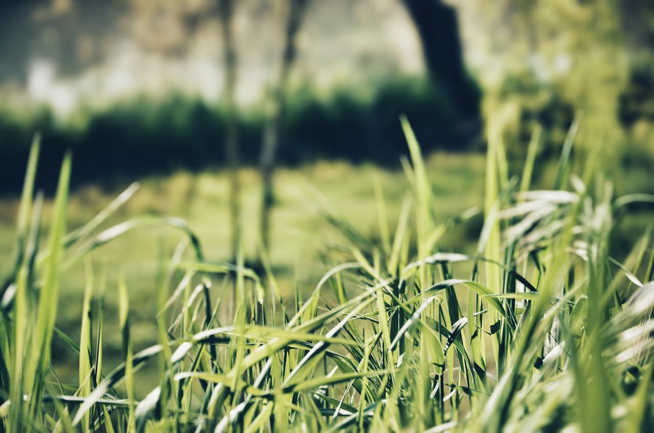 A detailed close-up of lush green grass blades in a field, captured with a soft focus background.