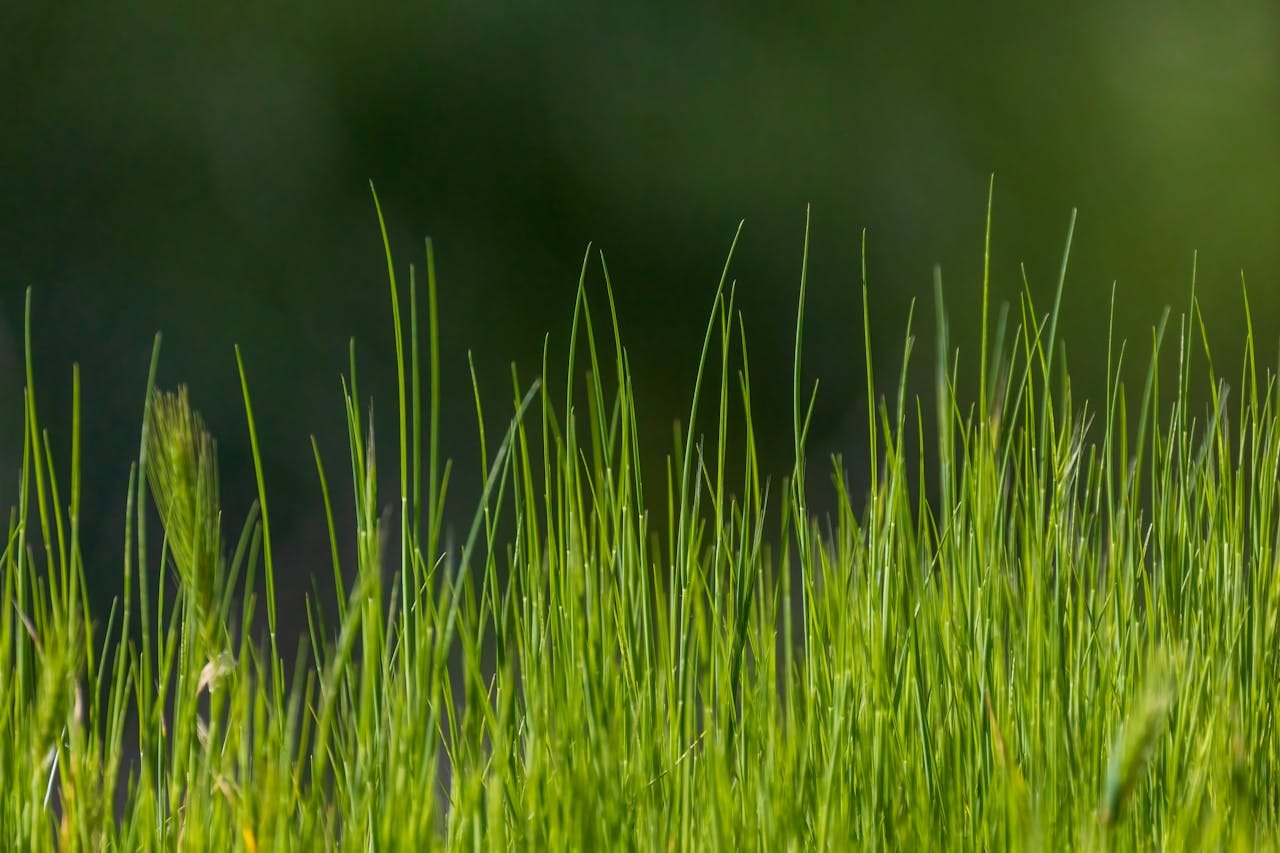 Detailed macro shot of fresh green grass blades with blurred background.