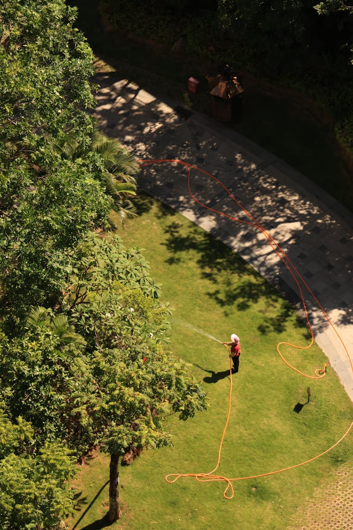 High angle view of a gardener watering a lawn surrounded by trees in a sunlit park.